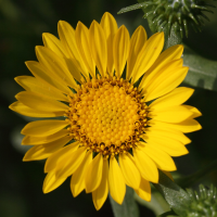 grindelia_robusta2md