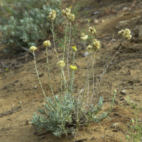 Helichrysum stoechas (Immortelle)