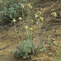 helichrysum_stoechas1md