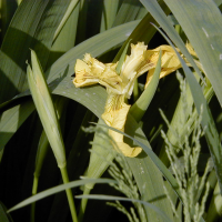 iris_pseudacorus3amd