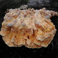 laetiporus_sulphureus6md