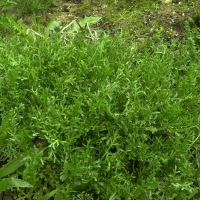 Lepidium squamatum (Corne de cerf commune)