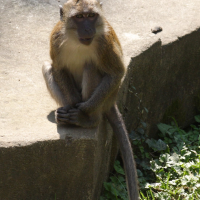 Macaca fascicularis (Macaque de Buffon, Macaque crabier)