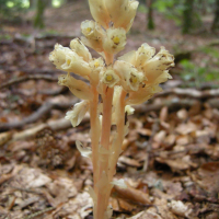 monotropa_hypopitys2md