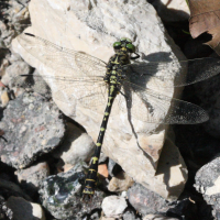 onychogomphus_forcipatus8bd