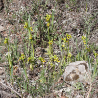 ophrys_lutea3md