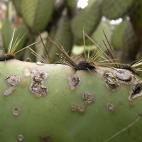 opuntia_robusta2md