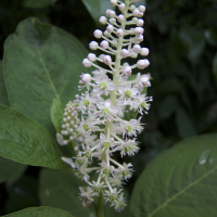 Phytolacca_americana