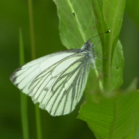 pieris_napi5bd