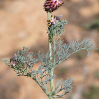 Platycapnos_spicata ssp. spicata