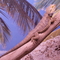 pogona_vitticeps4md