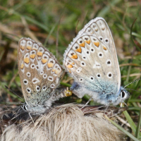 polyommatus_icarus4bd