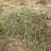 Salix reticulata (Saule réticulé)