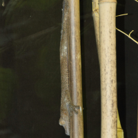 Uroplatus fimbriatus (Gecko à queue feuillue)