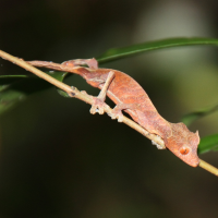 Uroplatus phantasticus (Gecko nocturne)