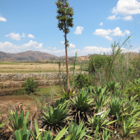 agave_sisalana3bd (Agave sisalana)