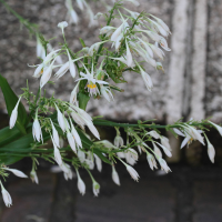 arthropodium_cirrhatum2md (Arthropodium cirrhatum)