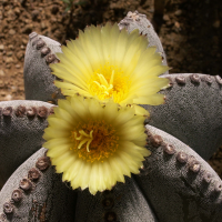 astrophytum_myriostigma2bd (Astrophytum myriostigma)