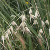 avena_sterilis3md (Avena sterilis)