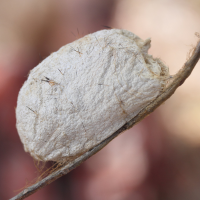 Borocera madagascariensis (Ver à soie sauvage malgache)