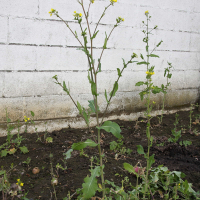 Brassica rapa ssp. rapa (Navet, Navet cultivé, Navet potager)