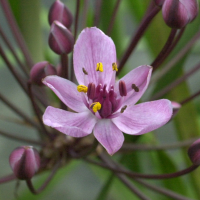 butomus_umbellatus3md (Butomus umbellatus)