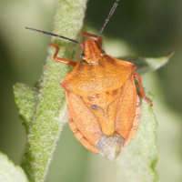 carpocoris_mediterraneus1md (Carpocoris mediterraneus)