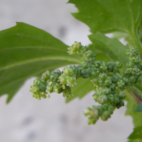 chenopodium_rubrum2md