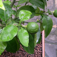 Citrus maxima (Pamplemoussier)