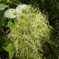 clematis_vitalba5md (Clematis vitalba)