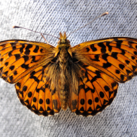 clossiana_titania2md (Boloria titania)