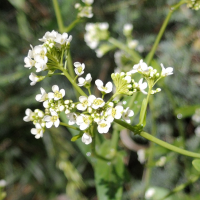 cochlearia_glastifolia4md (Cochlearia glastifolia)