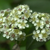 Cotoneaster_franchetii (Cotoneaster franchetii)