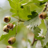 crataegus_monogyna5md (Crataegus monogyna)