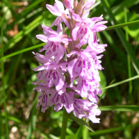 dactylorhiza_maculata2sd (Dactylorhiza maculata)