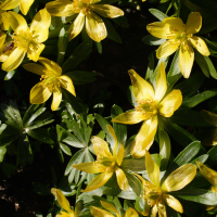 eranthis_hyemalis2md