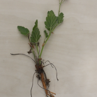 Erodium malacoides (Bec de grue à feuilles de Mauve)
