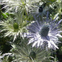 eryngium_alpinum2md (Eryngium alpinum)