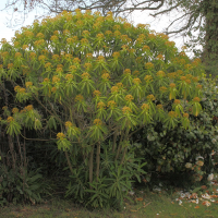 euphorbia_mellifera6bd