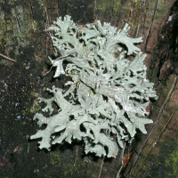 Evernia prunastri (Lichen)