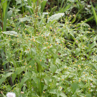Galinsoga parviflora (Galinsoga à petites fleurs)