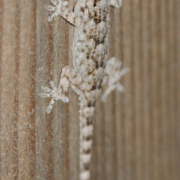 Hemidactylus turcicus (Hémidactyle verruqueux, Gecko turc)