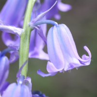 Hyacinthoides_non-scripta ssp. massartiana