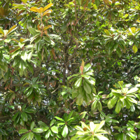 magnolia_grandiflora2md