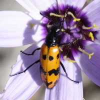 mylabris_quadripunctata2md