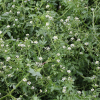 nasturtium_officinale3bd