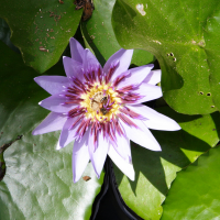 nymphaea_capensis2md