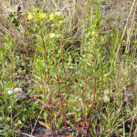 Oenothera subterminalis (Onagre de Silésie)