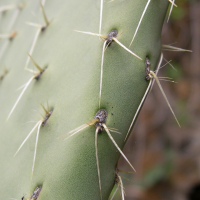 opuntia_leucotricha2md