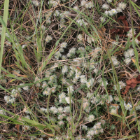 Paronychia argentea (Paronyque argentée)